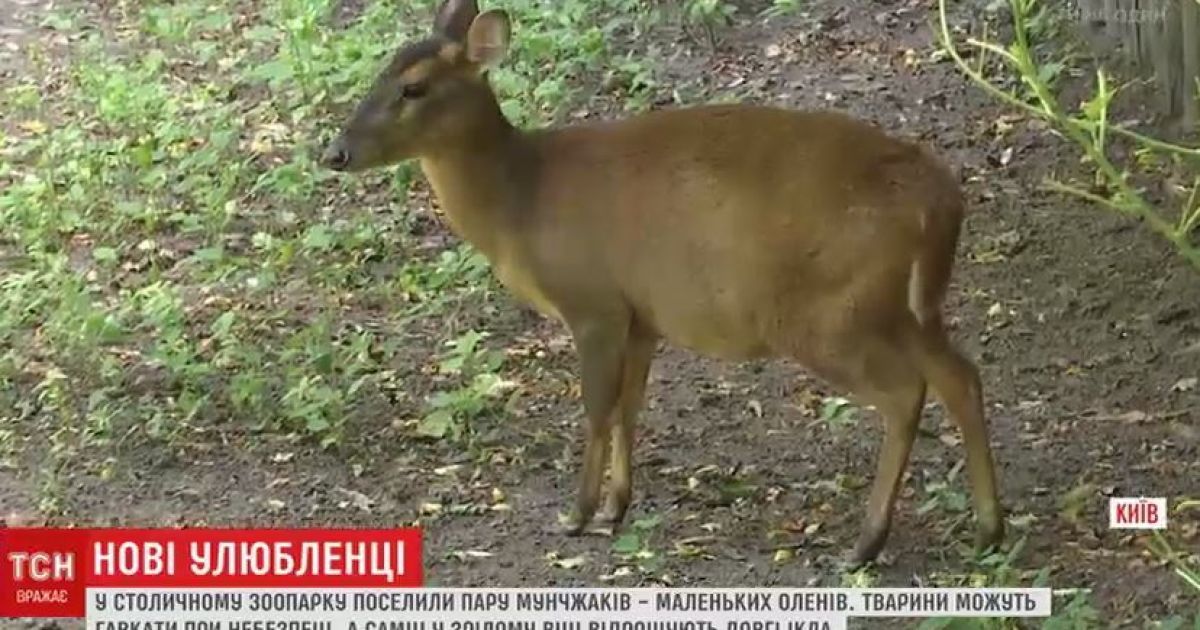 До зоопарку Києва завезли маленьких оленів, які гавкають та відрощують ікла