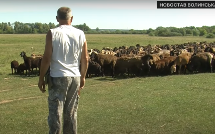 Фермер пригнал с Донетчины на Волынь стадо овец: сотня животных погибла от обстрелов