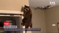 Новости мира: дикие еноты вторглись в спальню жительницы американского штата Флорида