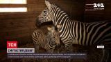 Новости Украины: в харьковском экопарке публике показали новорожденную зебру