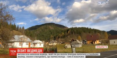 В селе на Прикарпатье медведь три дня копался в стихийной свалке