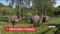 Урятувати страусів. В маленькому селі на Прикарпатті вирішують долю екзотичних птахів