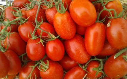 Из-за непогоды в Европе в Украине вырастут цены на импортные помидоры