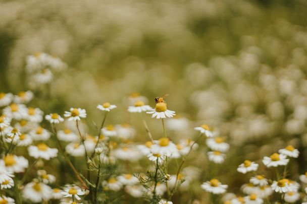 Народні прикмети 13 червня / © Pexels