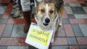 В Днепре защитники животных требовали ужесточить наказание для живодеров