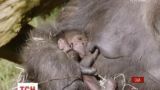 В зоопарку американського Сан-Дієго з'явилася на світ маленька горила