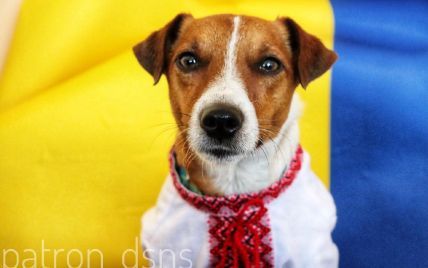 "Моя вышиванка о мире и мужестве": пес Патрон в красивой вышитой рубашке поздравил подписчиков с праздником