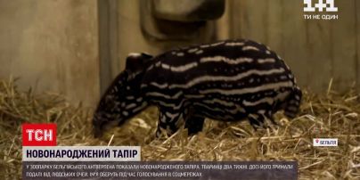 У зоопарку Антверпена показали новонародженого тапіра | Новини світу