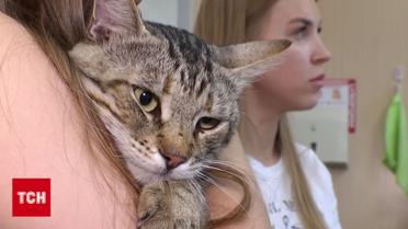 Кота, спасенного из-под завалов на Сырце, разыскали хозяева! Трогательная встреча