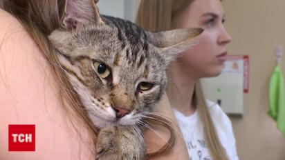 Кота, врятованого з-під завалів на Сирці, розшукали господарі! Щемлива зустріч