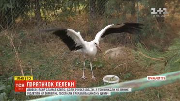 Селяне на Житомирщине спасли молодого аиста, который сломал крыло