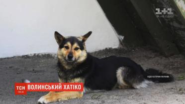 Волинський Хатіко: на трасі Луцьк-Ковель пес тиждень чекає на господаря