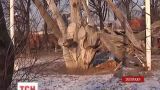 У Запоріжжі помирає легендарний 700-річний дуб