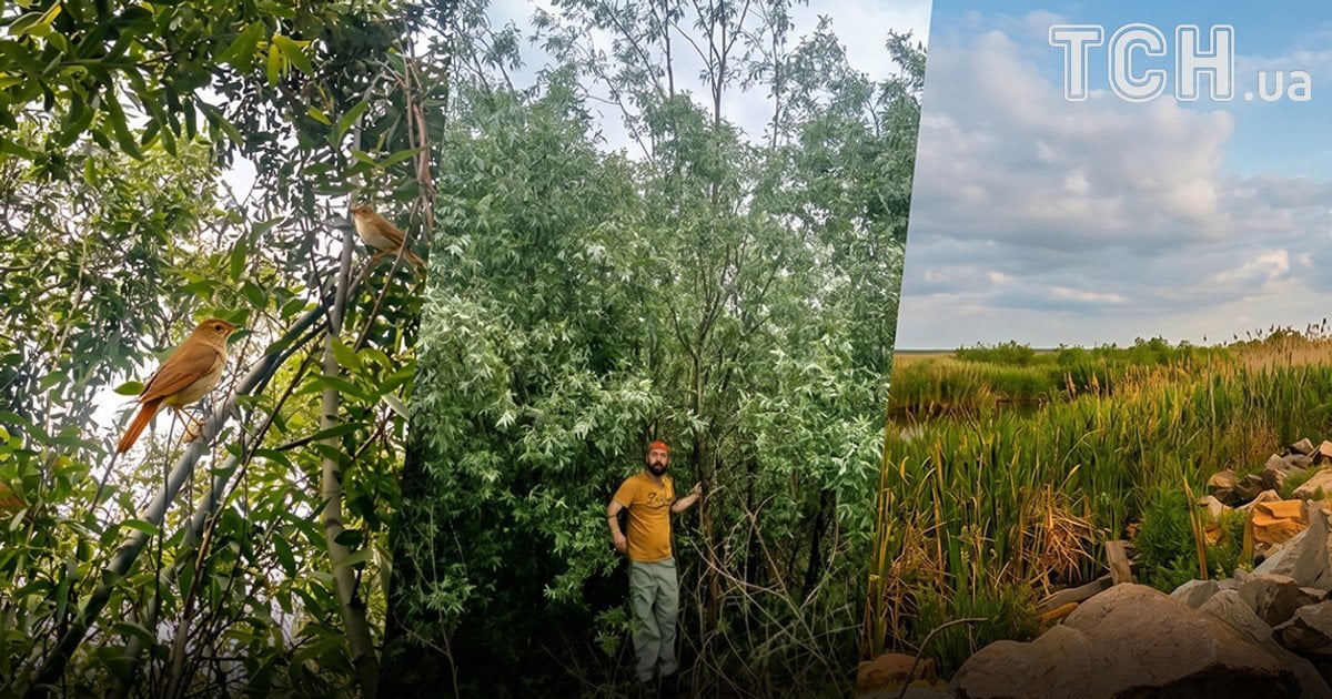 Дикий ліс на місці Каховського водосховища