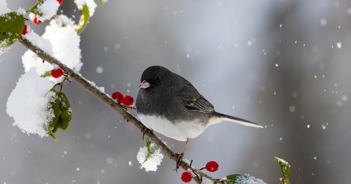 Чому птахи не замерзають взимку