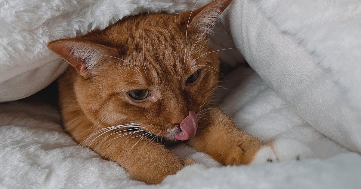 Як зігріти домашніх улюбленців без опалення