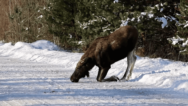 Лось у Чорнобильському заповіднику / © скриншот з відео