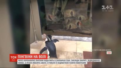 Из-за коронавируса пингвинов в океанариуме Чикаго приходится специально развлекать