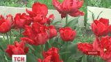 Жителька Миколаєва на подвір’ї виростила понад сто сортів тюльпанів