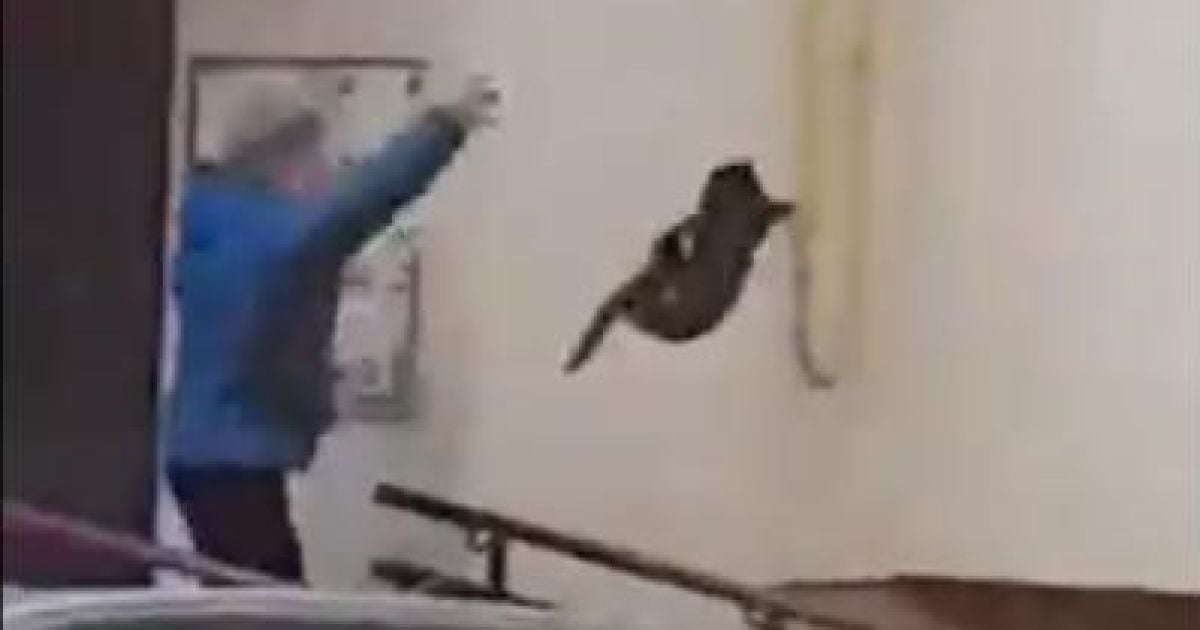 У російській Башкирії зняли на відео жінку, яка жбурляє кота у лося, щоб прогнати його
