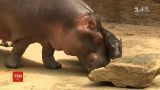 Зоопарк немецкого Кельна выбирает имя для маленького гиппопотама