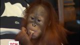 Рудий орангутан Йося оселився вдома у власника приватного столичного зоопарку