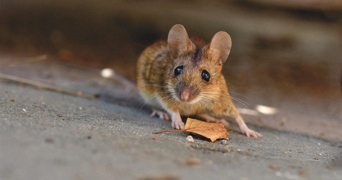 Як позбутися мишей