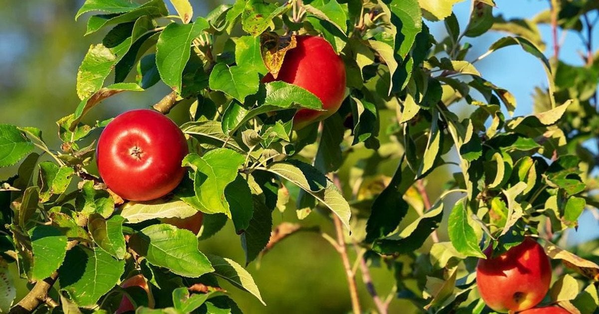 Що посадити під яблунею