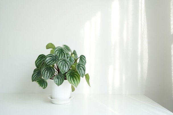 Пеперомия / © Credits