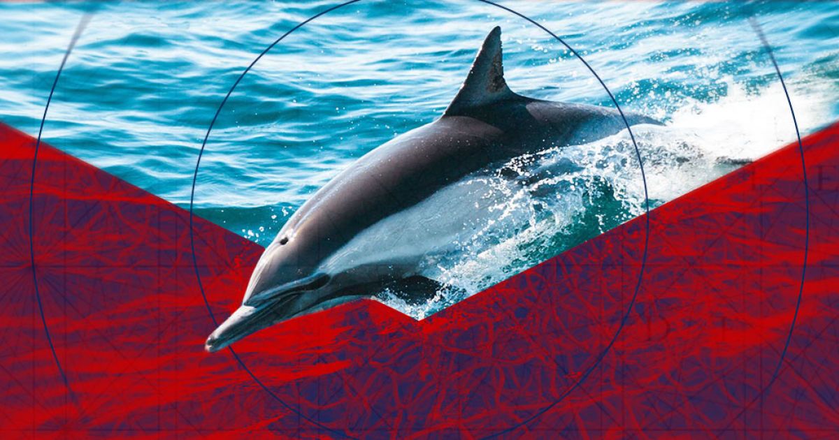 На узбережжі Франції масово знаходять мертвих дельфінів. Що є причиною загибелі тварин