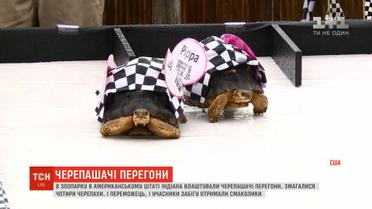 В американському штаті Індіана провели черепашачі перегони