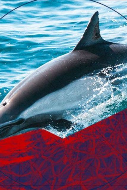 На узбережжі Франції масово знаходять мертвих дельфінів. Що є причиною загибелі тварин