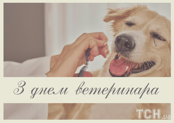 Листівки з Днем ветеринара / © ТСН