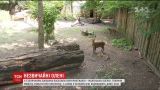 Лает, но не собака. Древнейшие олени поселились в зоопарке Киева