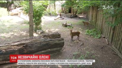 Гавкає, але не собака. Найдавніші олені поселилися у зоопарку Києва