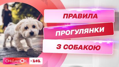 Правила прогулки с собакой
