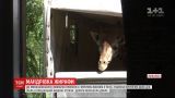 4-метрова жирафа дві доби стоячи їхала у спецмашині до Миколаєва