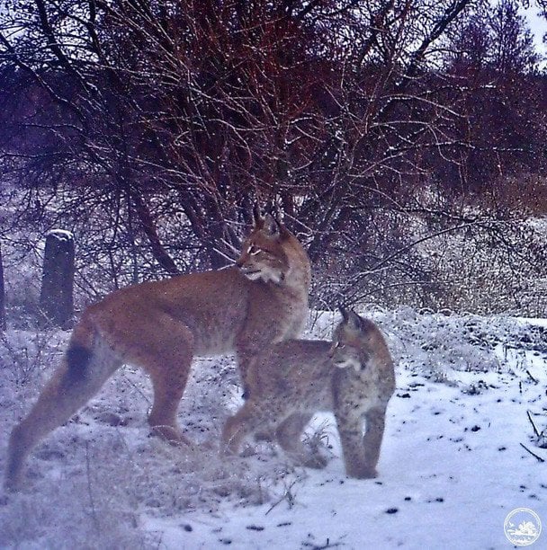 Рись зі своїм малям у Чорнобильському заповіднику / © Чорнобильський радіаційно-екологічний біосферний заповідник