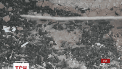 Бійці угрупування пешмерга скаржаться на нашестя комах