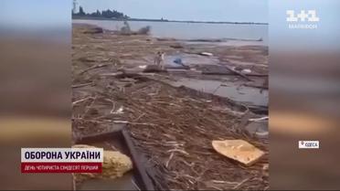 Мимо пляжа проплывают дома: одесситы шокированы тем, что несет вода