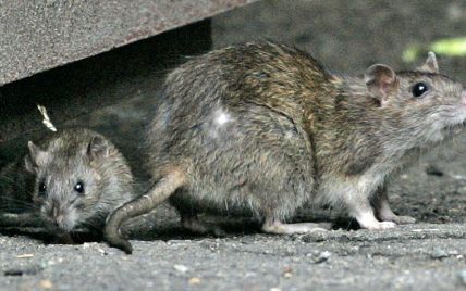 Киевляне сняли на видео в центре города невероятное количество "здоровенных" крыс