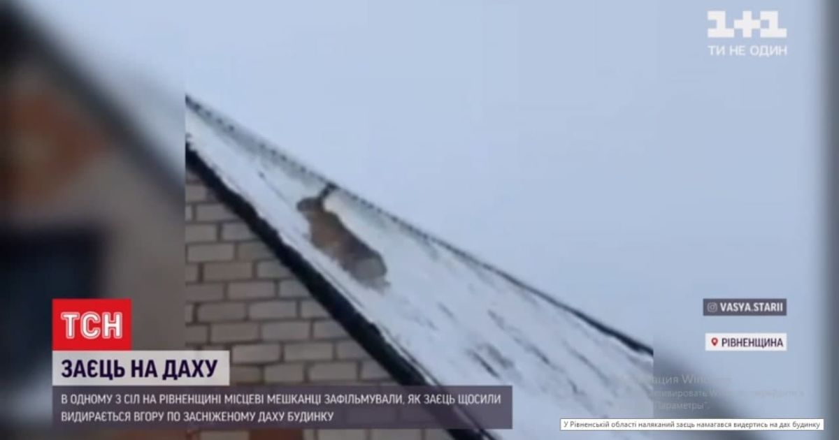 Намагався видертися на дах: у Рівненській області зафільмували зайця, що втікав від собак