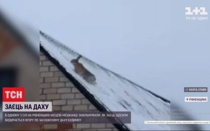 Пытался вскарабкаться на крышу: в Ровенской области сняли на видео зайца, который бежал от собак