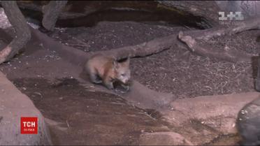 В зоопарке неподалеку Чикаго посетителям впервые показали маленького вомбата
