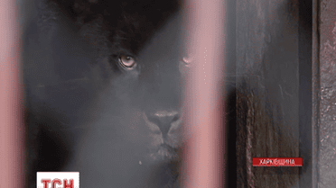 На Харківщині ягуар напав на жінку