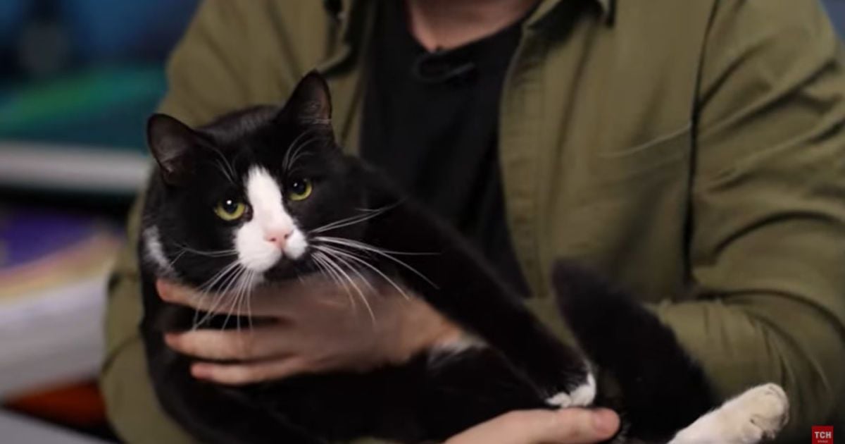 Знає багато державних таємниць: Комаров знайшов "пухнастого шпигуна" в кабінеті Буданова