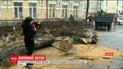 30-метровая акация рухнула через разложившиеся корни