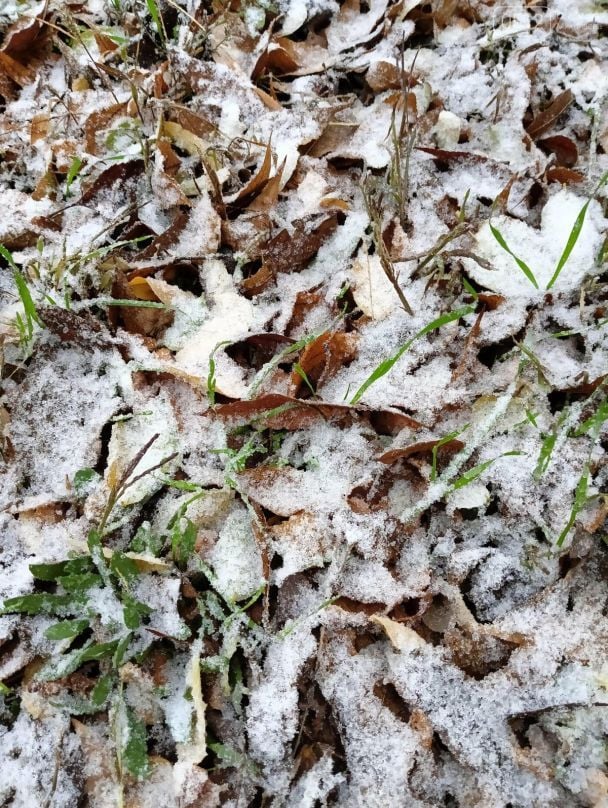 Первый снег в Николаеве Фото: 0512