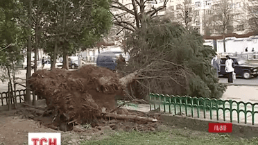 Троє людей травмувались через буревій у Львові