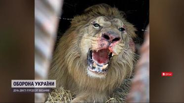 Українських левів після окупації оселили в Іспанії